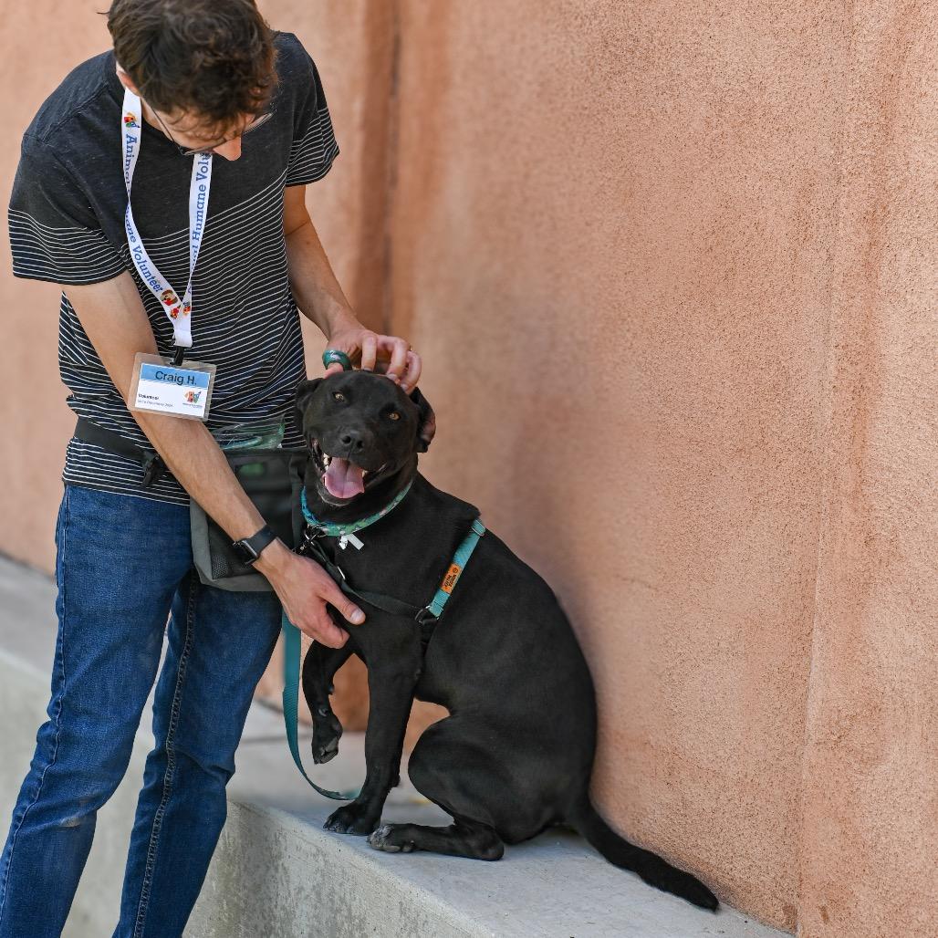 Enlarge Short King, a Adoptable mixed breed in Albuquerque, NM image 5/6