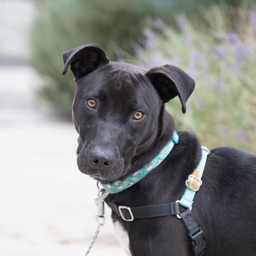 Enlarge Short King, a Adoptable mixed breed in Albuquerque, NM image 6/6