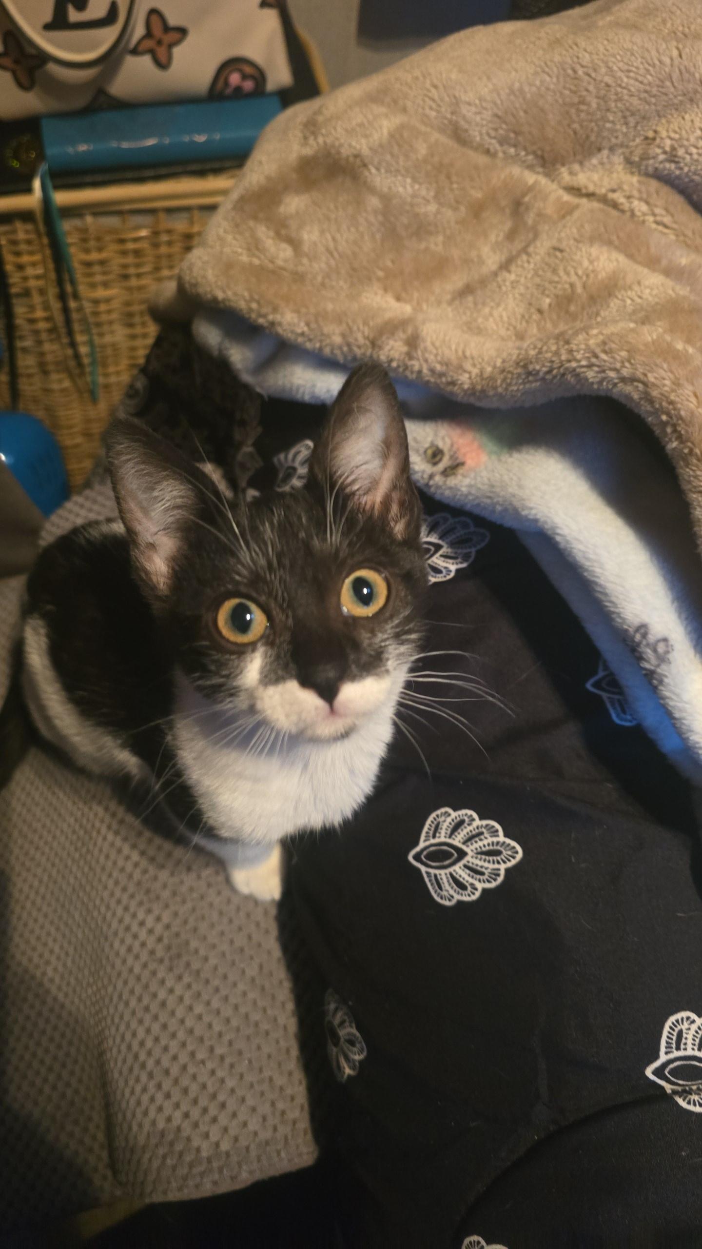 Enlarge Rosemary, a Adoptable Domestic Short Hair in Globe, AZ image 1/1