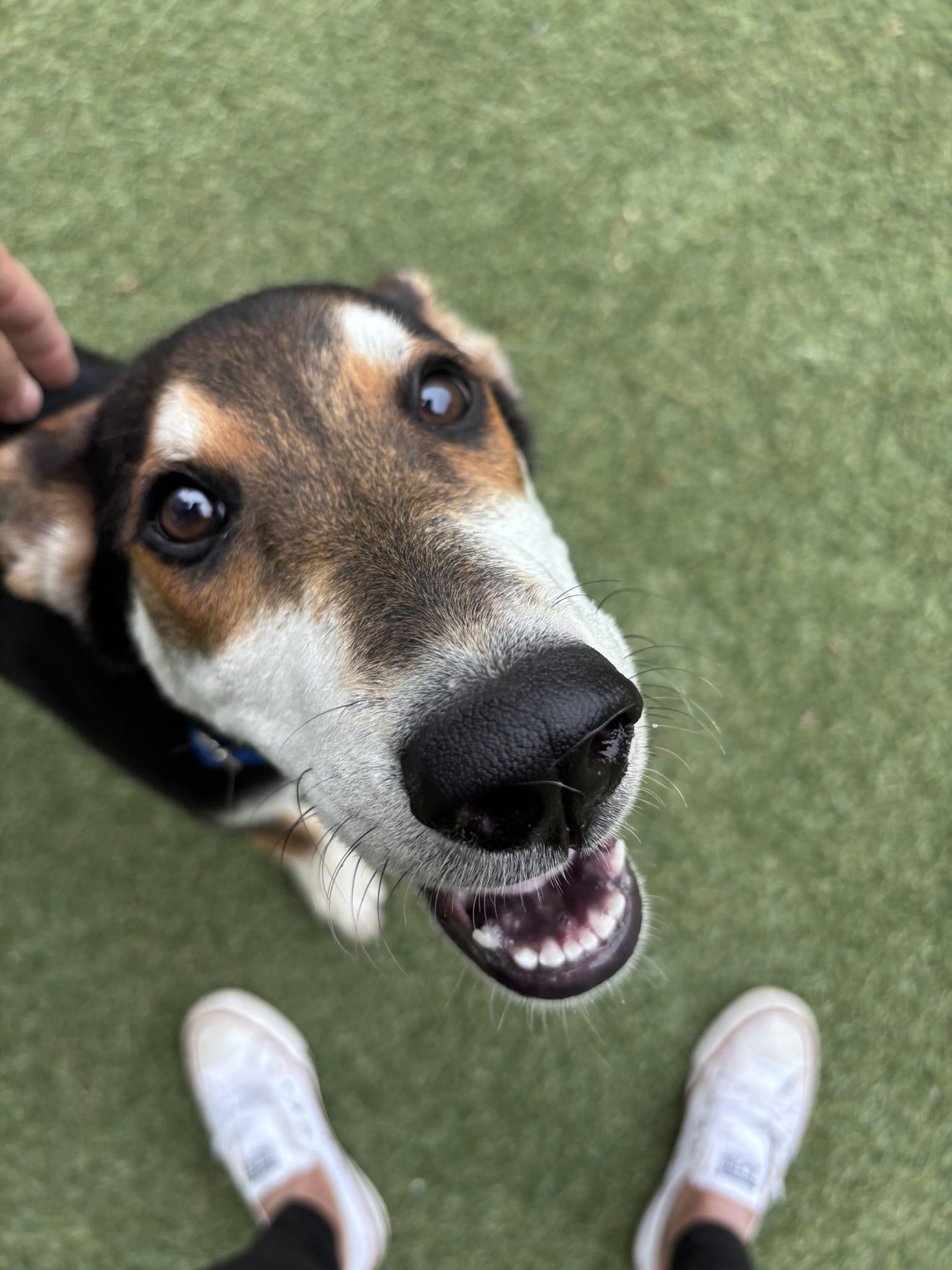 Lobstah Roll, a Adoptable mixed breed in Pembroke, MA image 5/5