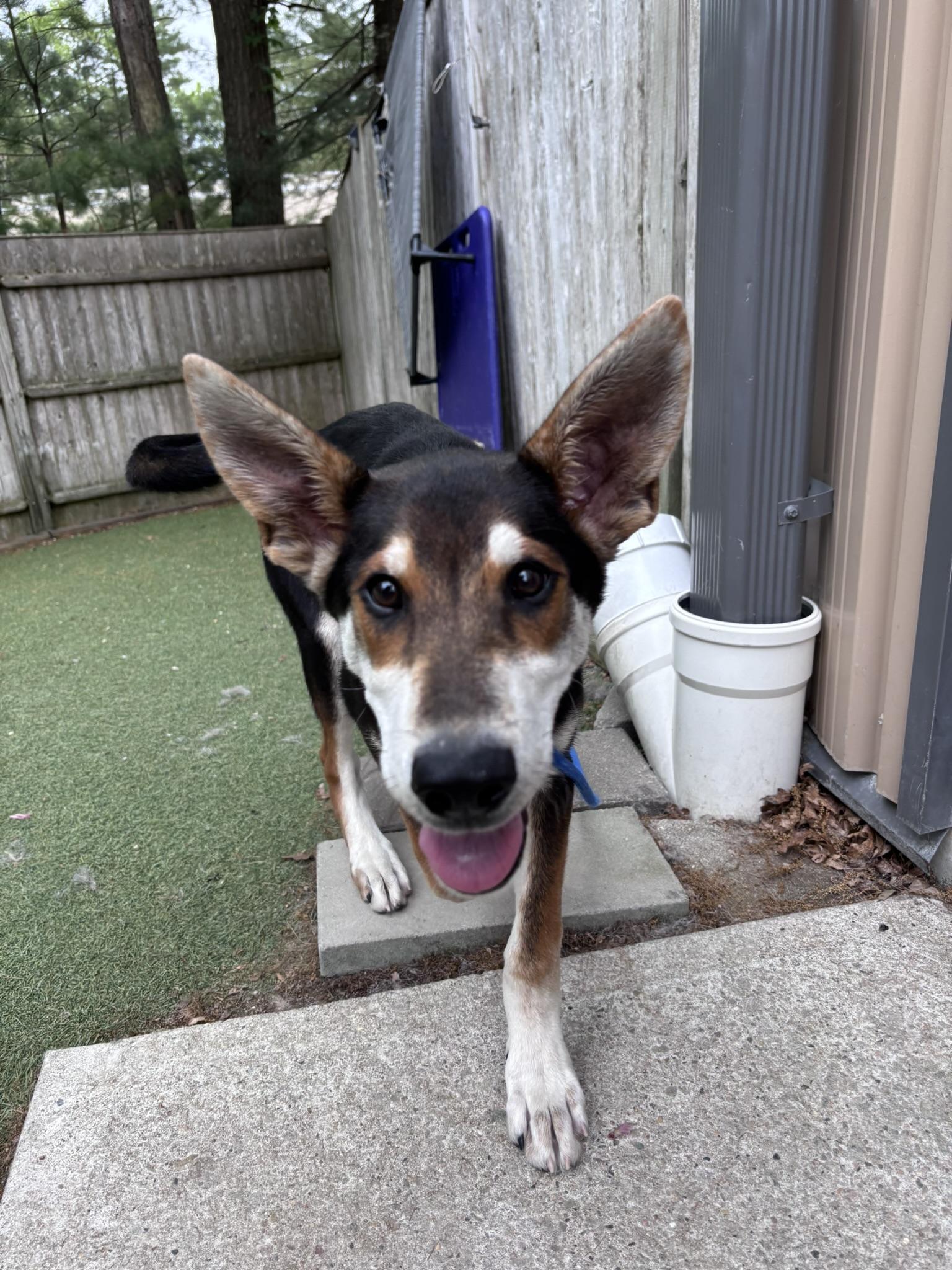 Lobstah Roll, a Adoptable mixed breed in Pembroke, MA image 2/5