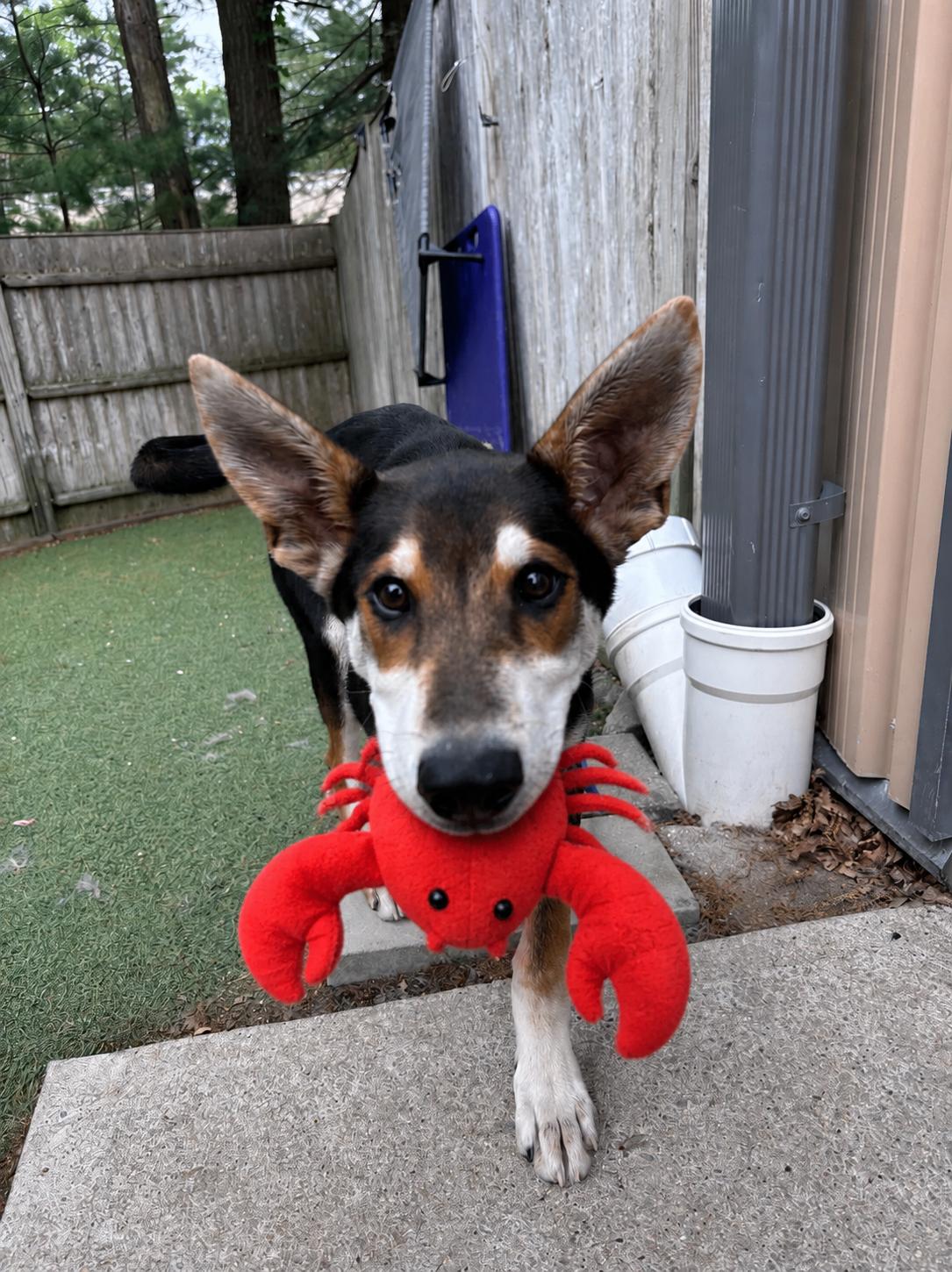 Lobstah Roll, Adoptable, Puppy Male Shepherd & Husky.