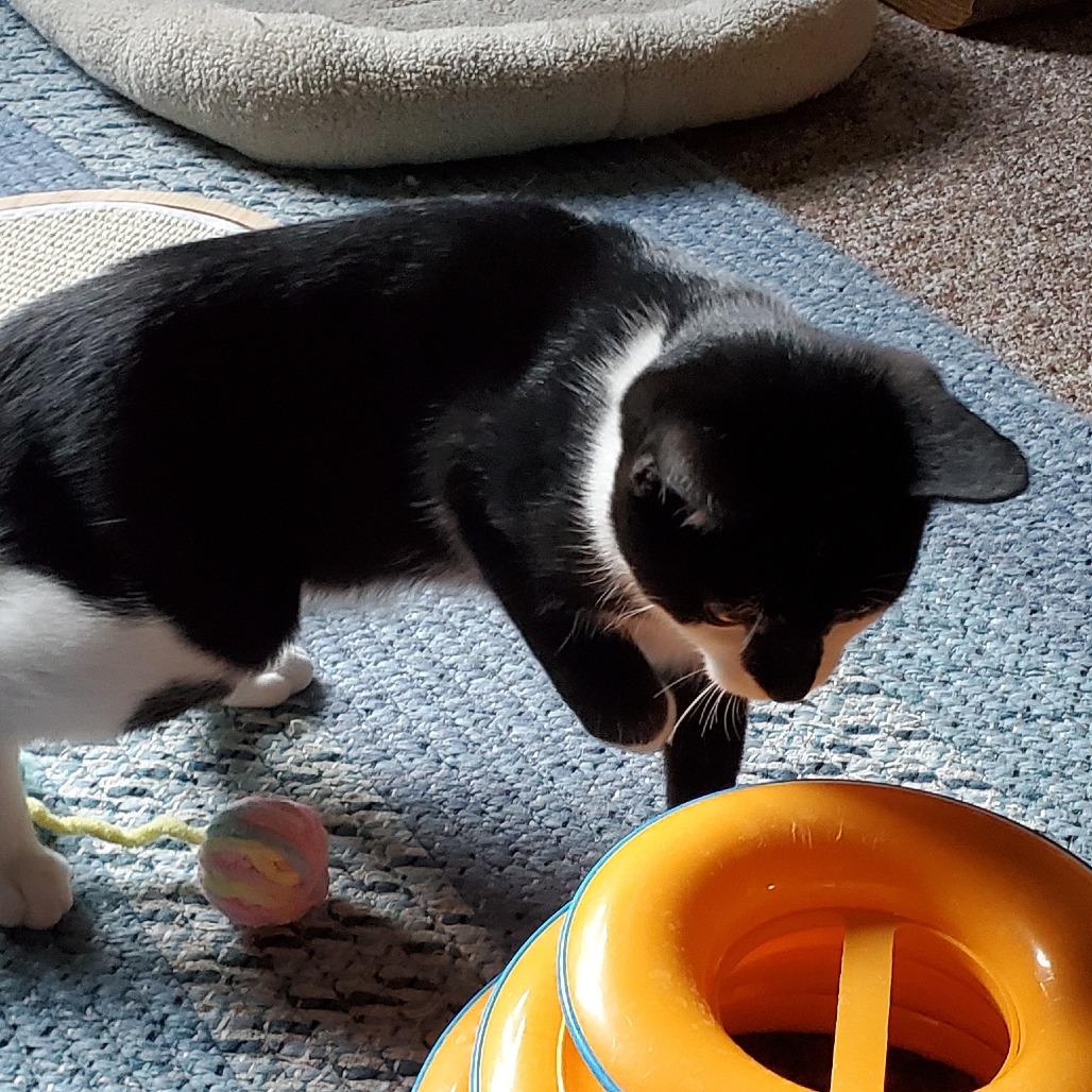 Enlarge Boba, a Adoptable Domestic Short Hair in Chaska, MN image 1/6