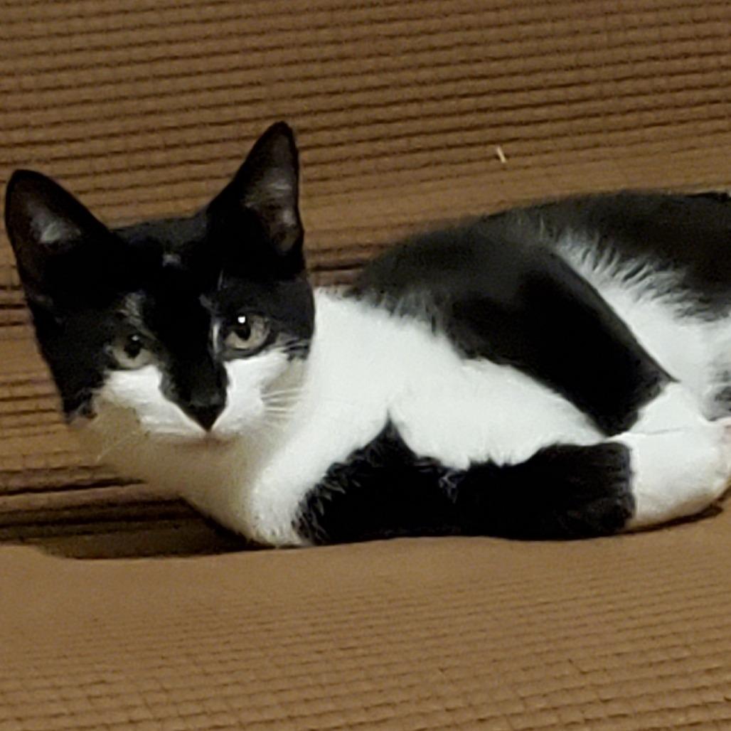 Enlarge Boba, a Adoptable Domestic Short Hair in Chaska, MN image 2/6