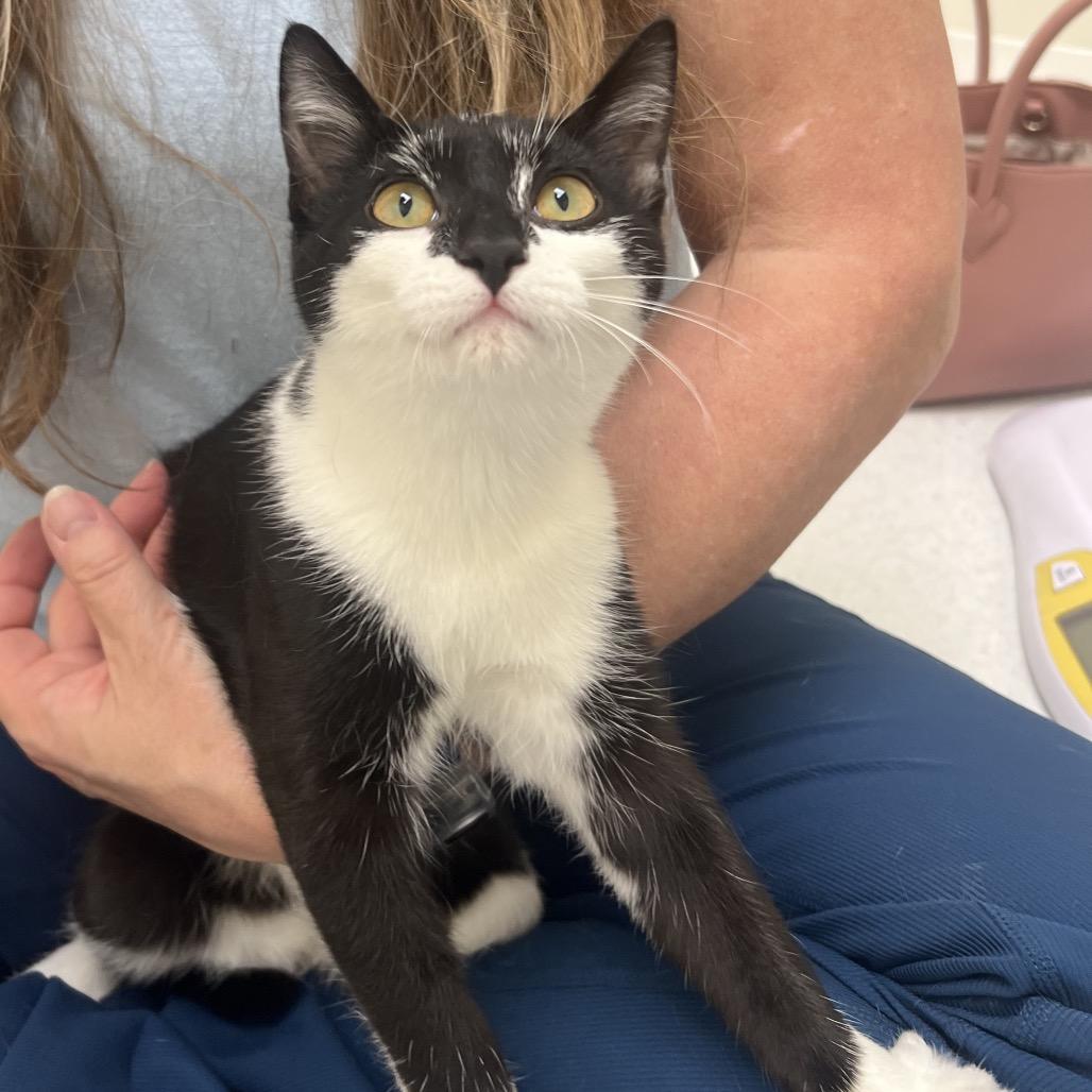 Enlarge Boba, a Adoptable Domestic Short Hair in Chaska, MN image 3/6