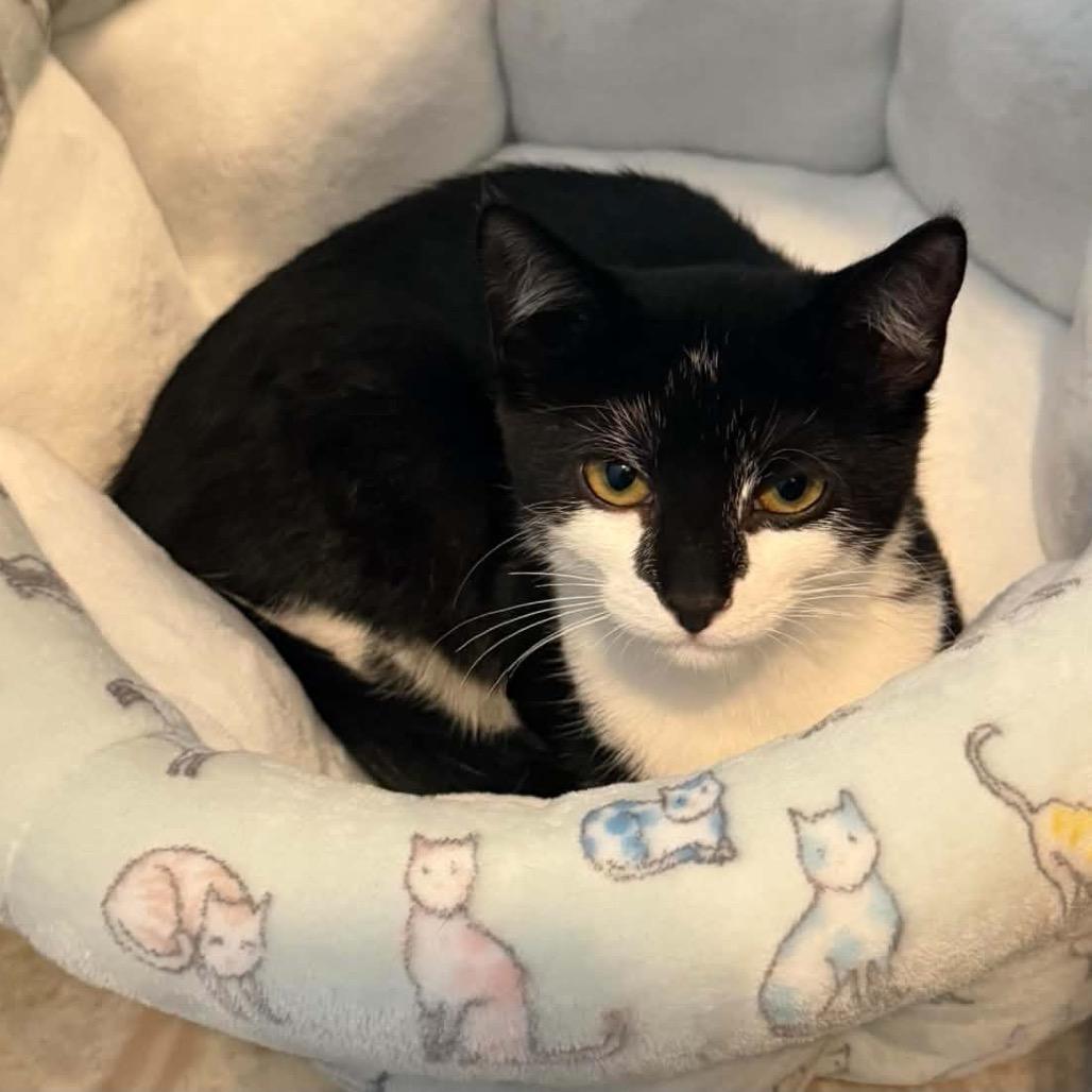 Enlarge Boba, a Adoptable Domestic Short Hair in Chaska, MN image 4/6