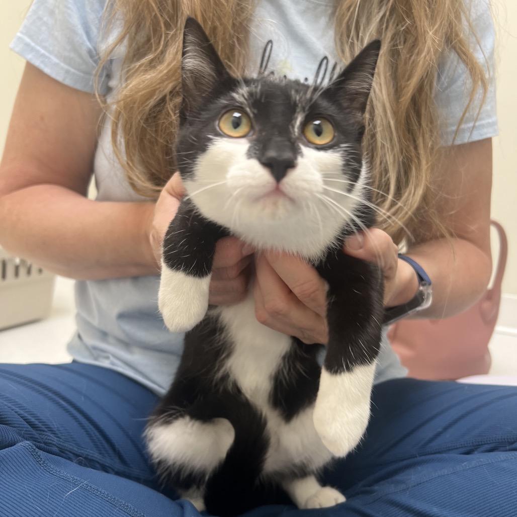 Enlarge Boba, a Adoptable Domestic Short Hair in Chaska, MN image 5/6