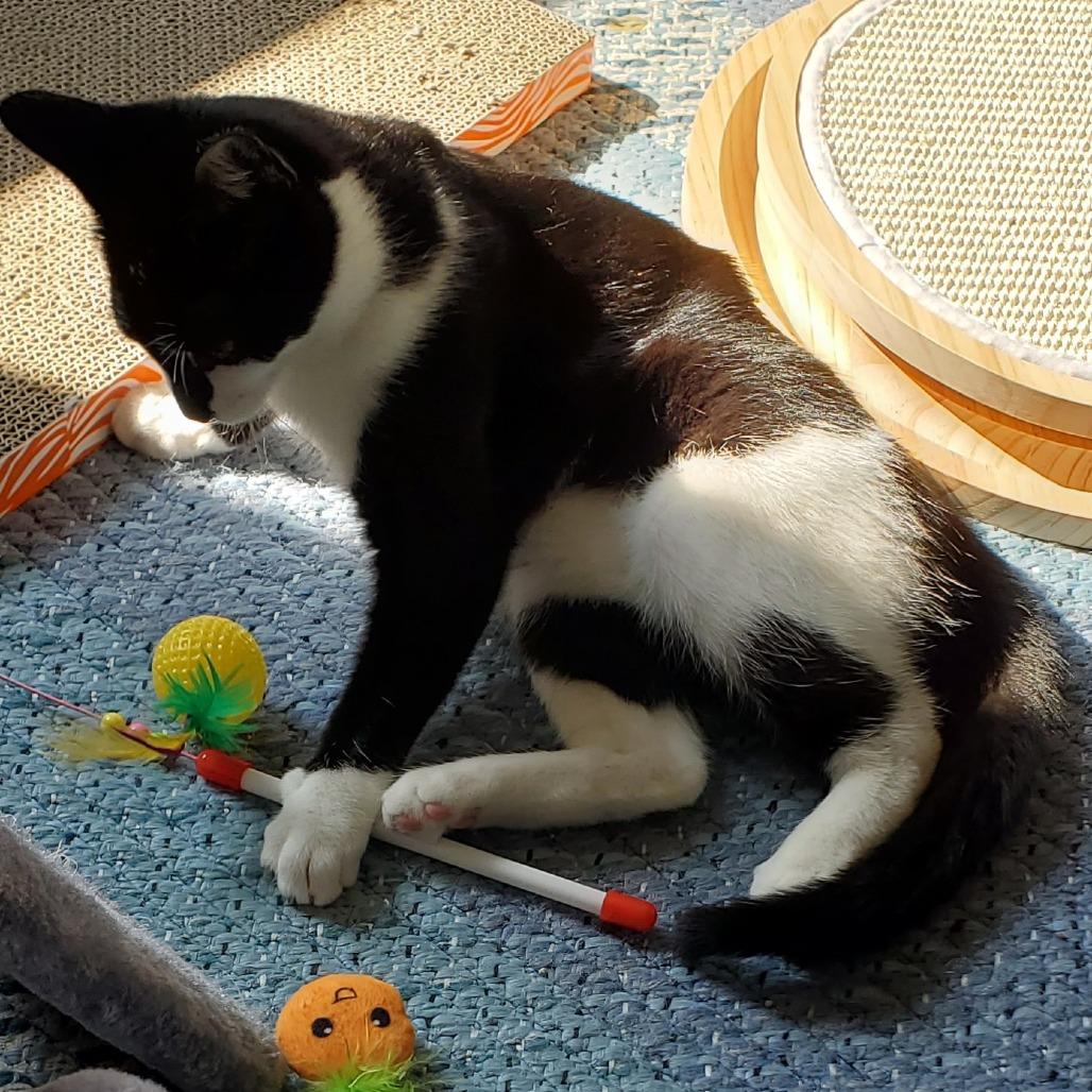 Enlarge Boba, a Adoptable Domestic Short Hair in Chaska, MN image 6/6