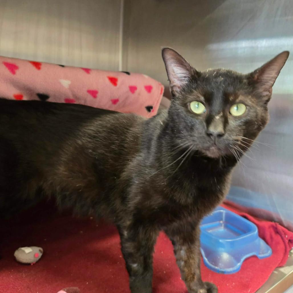 Domingo, Adoptable, Adult Male Domestic Short Hair.