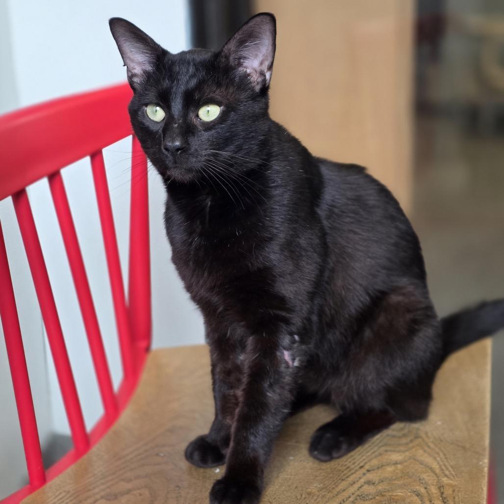 Domingo, a Adoptable Domestic Short Hair in Hinsdale, IL image 2/3
