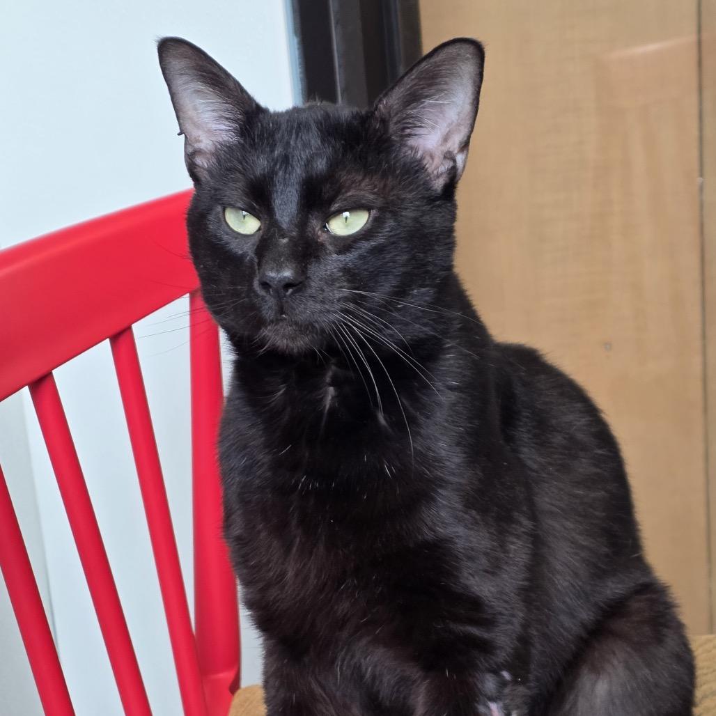 Domingo, a Adoptable Domestic Short Hair in Hinsdale, IL image 3/3