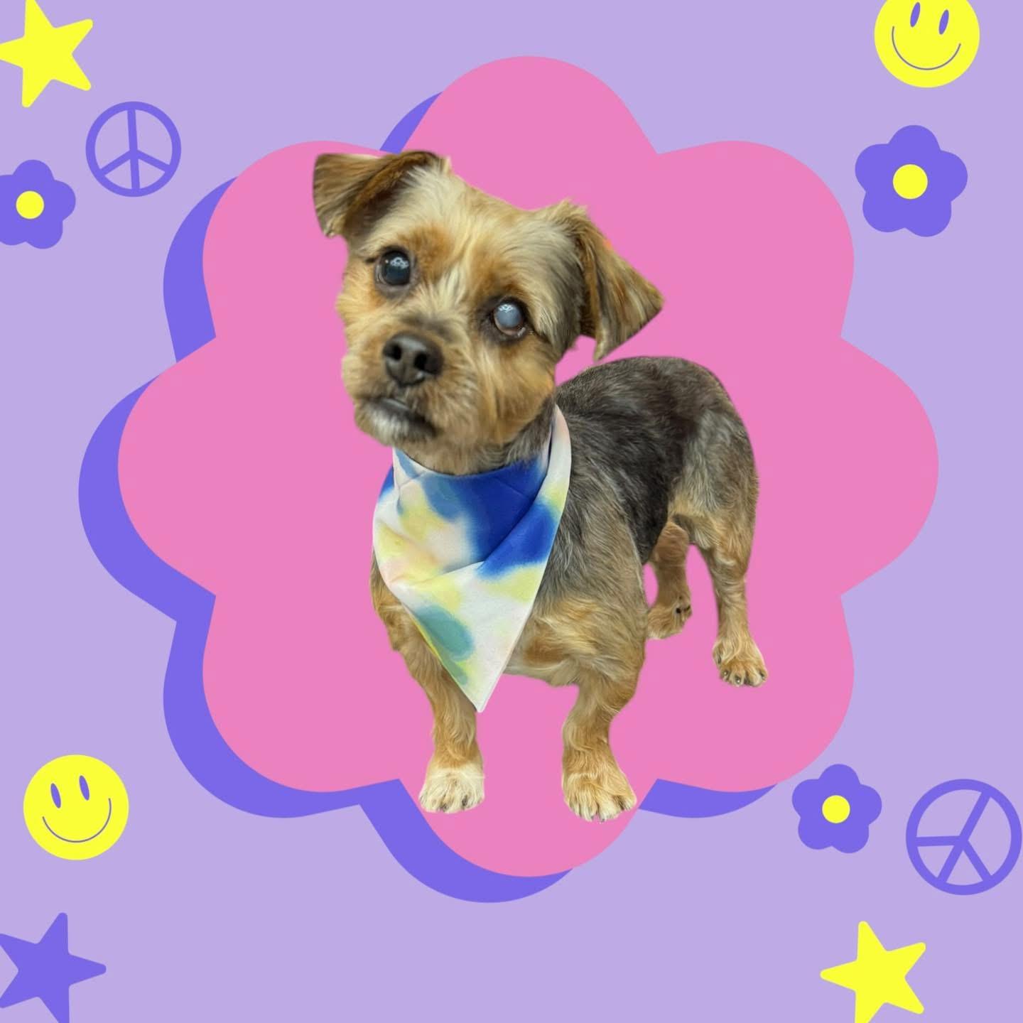 Bug, Adoptable, Adult Male Yorkshire Terrier.