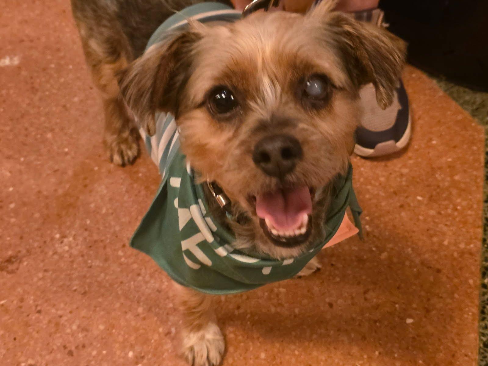 Bug, a Adoptable mixed breed in Knoxville, TN image 2/6