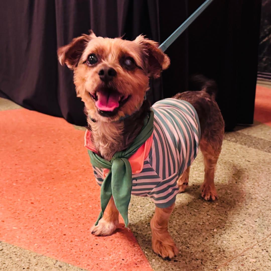 Bug, a Adoptable mixed breed in Knoxville, TN image 3/6