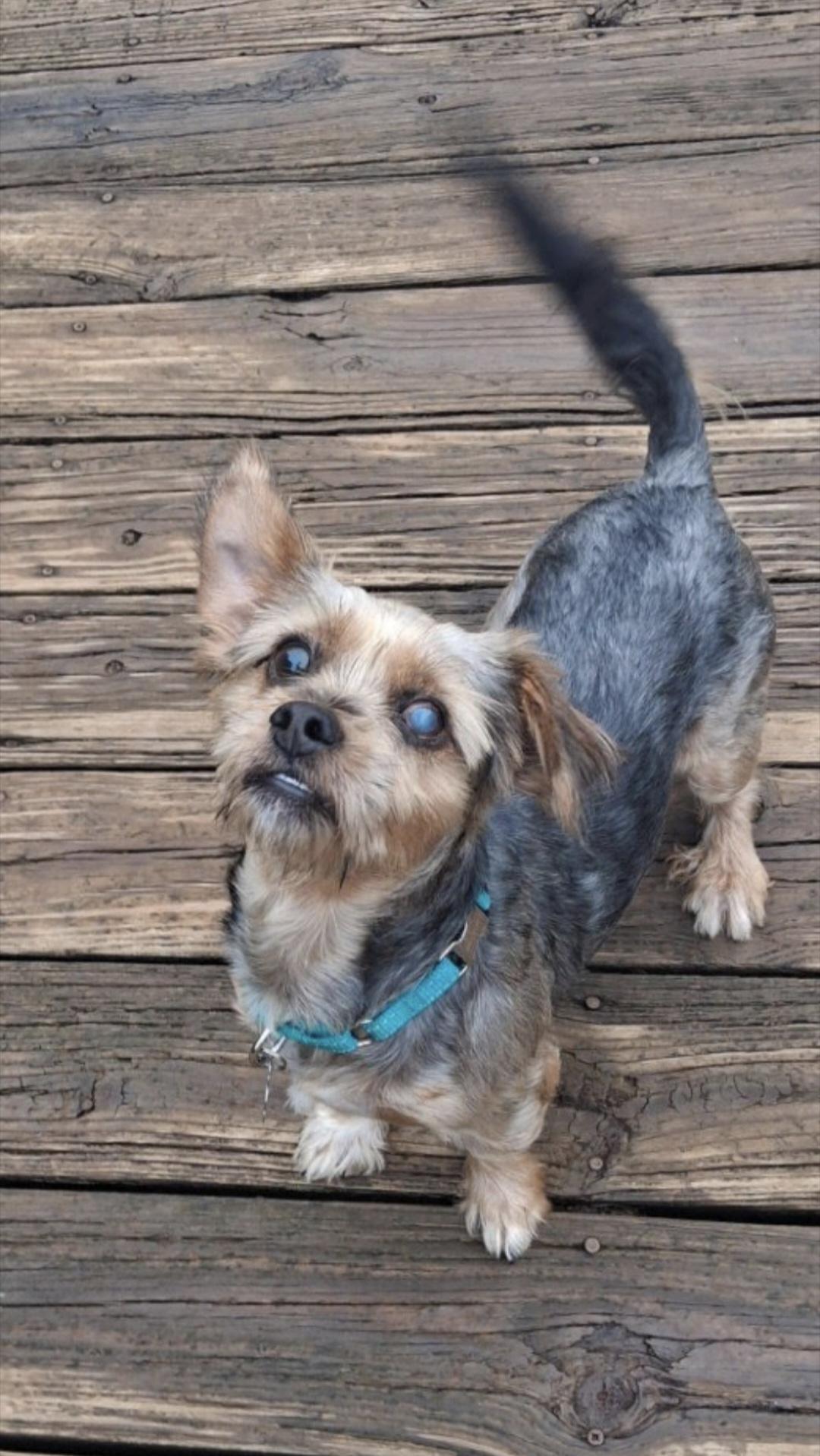 Bug, a Adoptable mixed breed in Knoxville, TN image 4/6