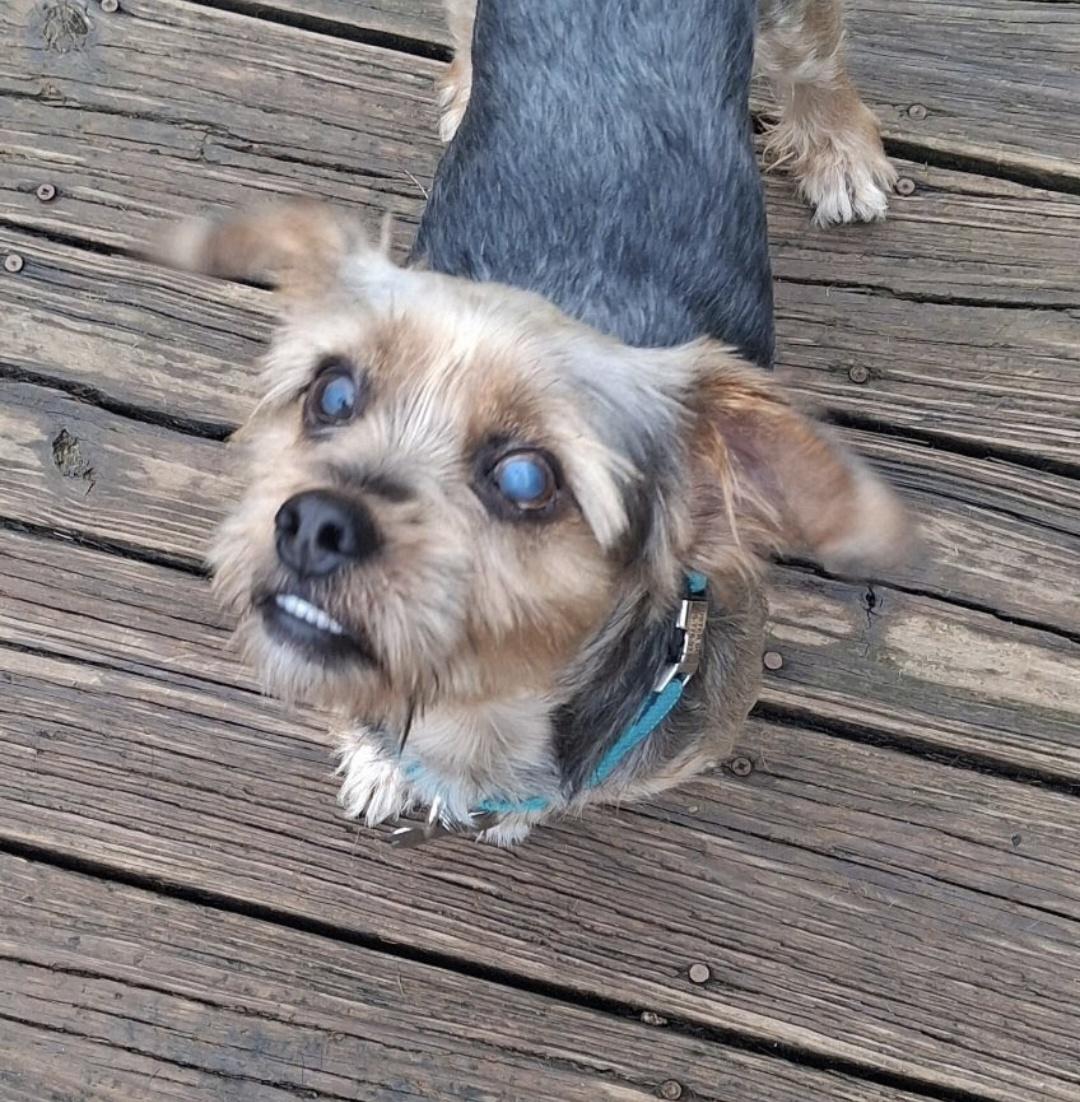 Bug, a Adoptable mixed breed in Knoxville, TN image 5/6
