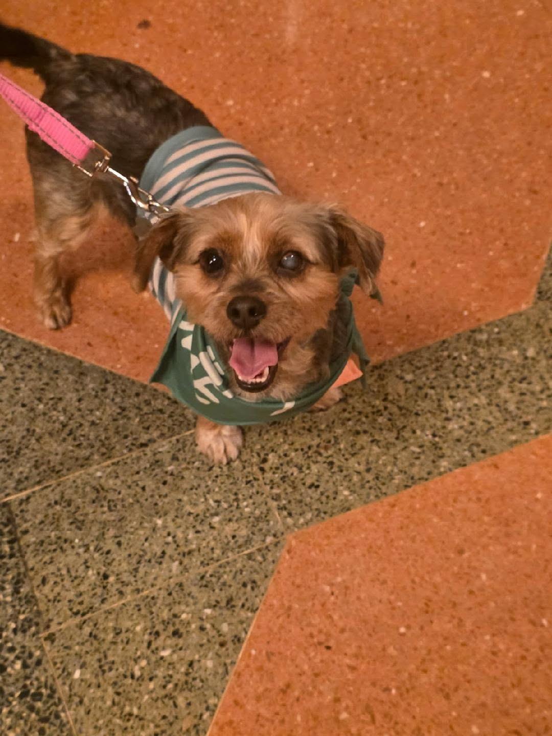 Bug, a Adoptable mixed breed in Knoxville, TN image 6/6