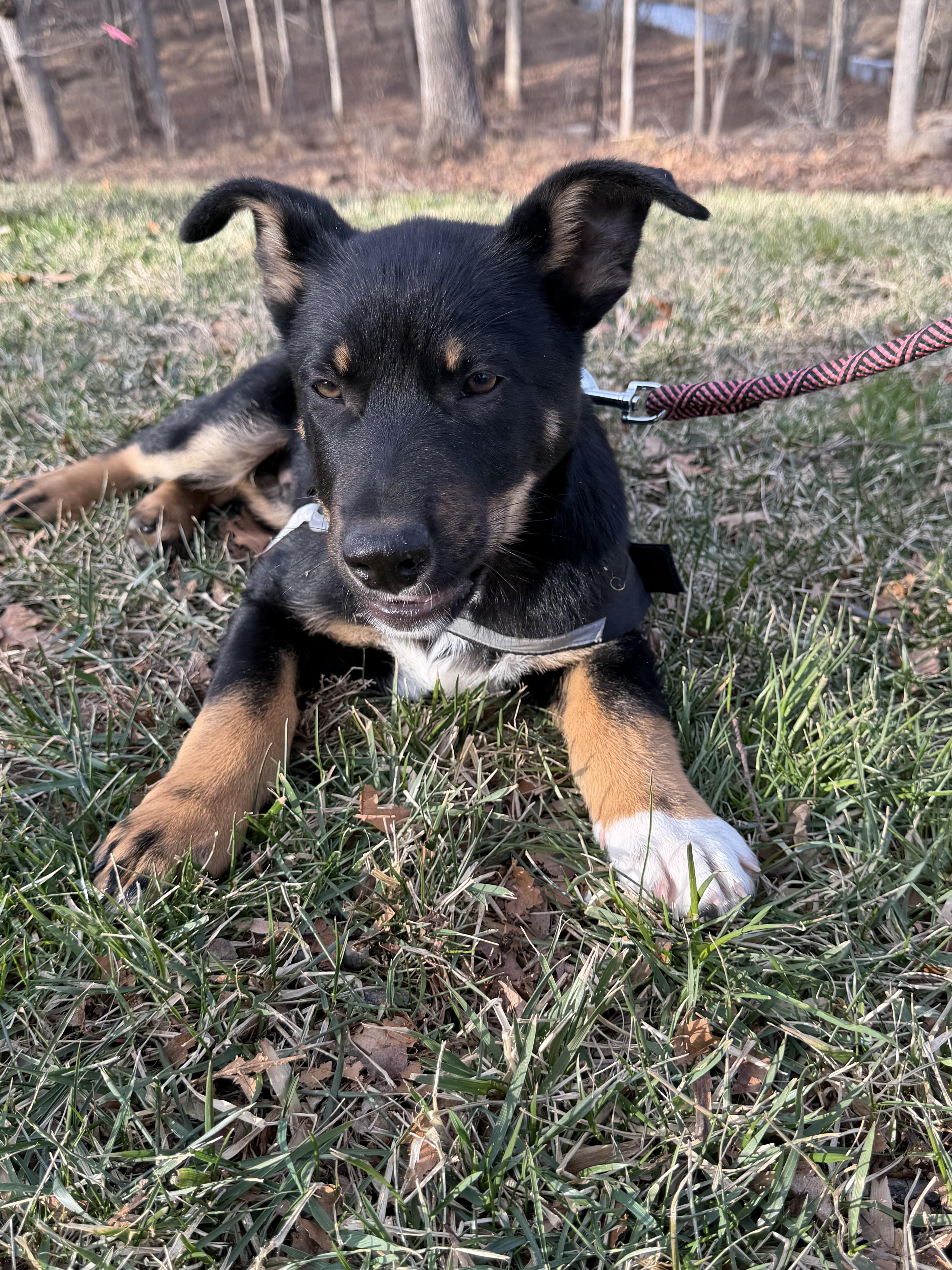 Dwight, a Adoptable mixed breed in Columbia, MD image 5/6