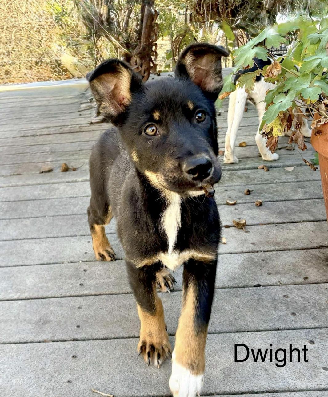 Dwight, a Adoptable mixed breed in Columbia, MD image 2/6