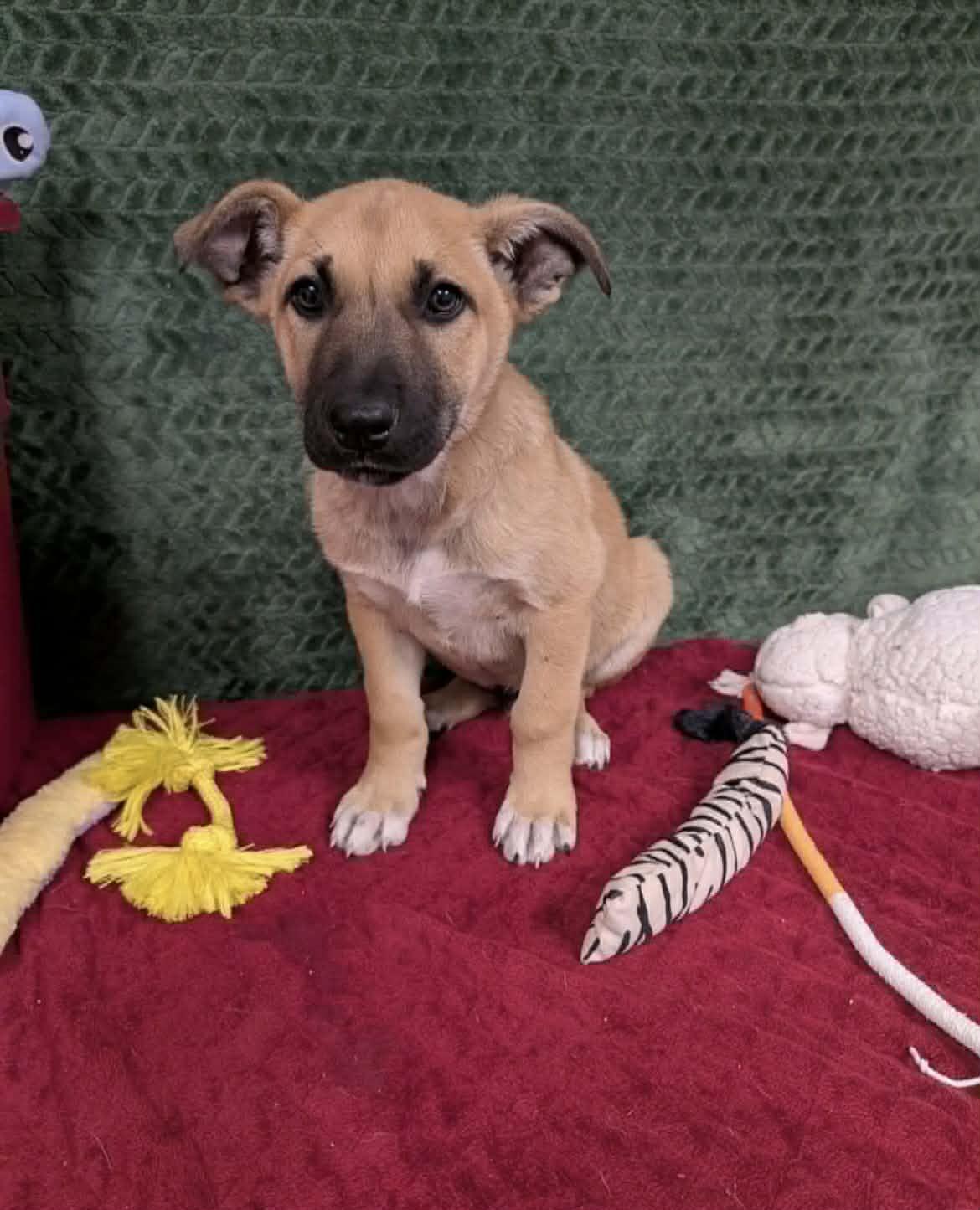 Enlarge Dwight CS , a Adoptable mixed breed in Columbia, MD image 2/3