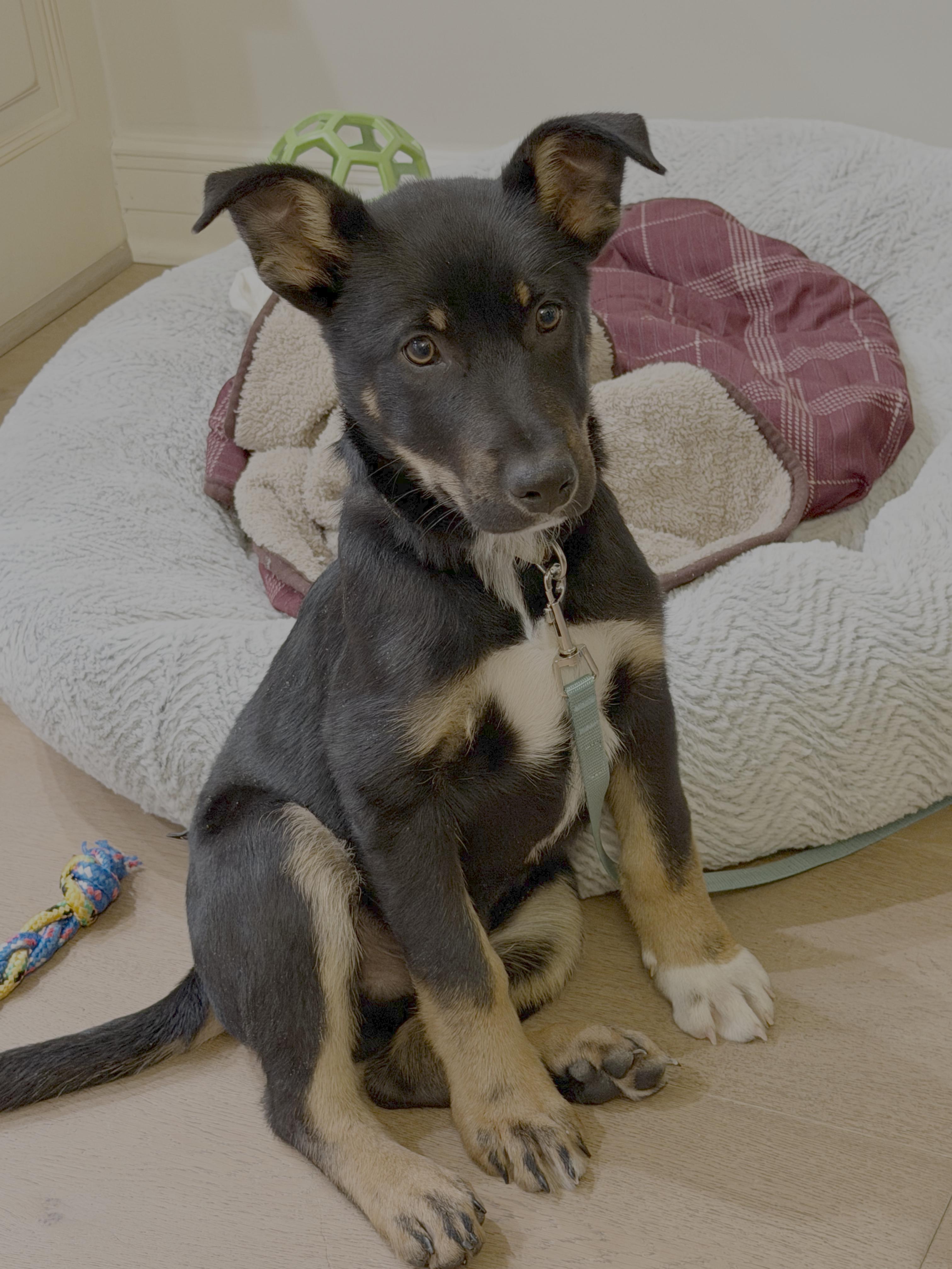 Dwight, a Adoptable mixed breed in Columbia, MD image 1/6