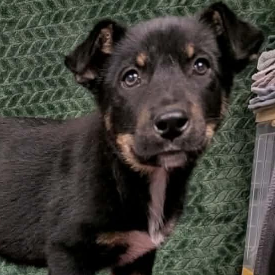 Enlarge Dwight CS , a Adoptable mixed breed in Columbia, MD image 1/3