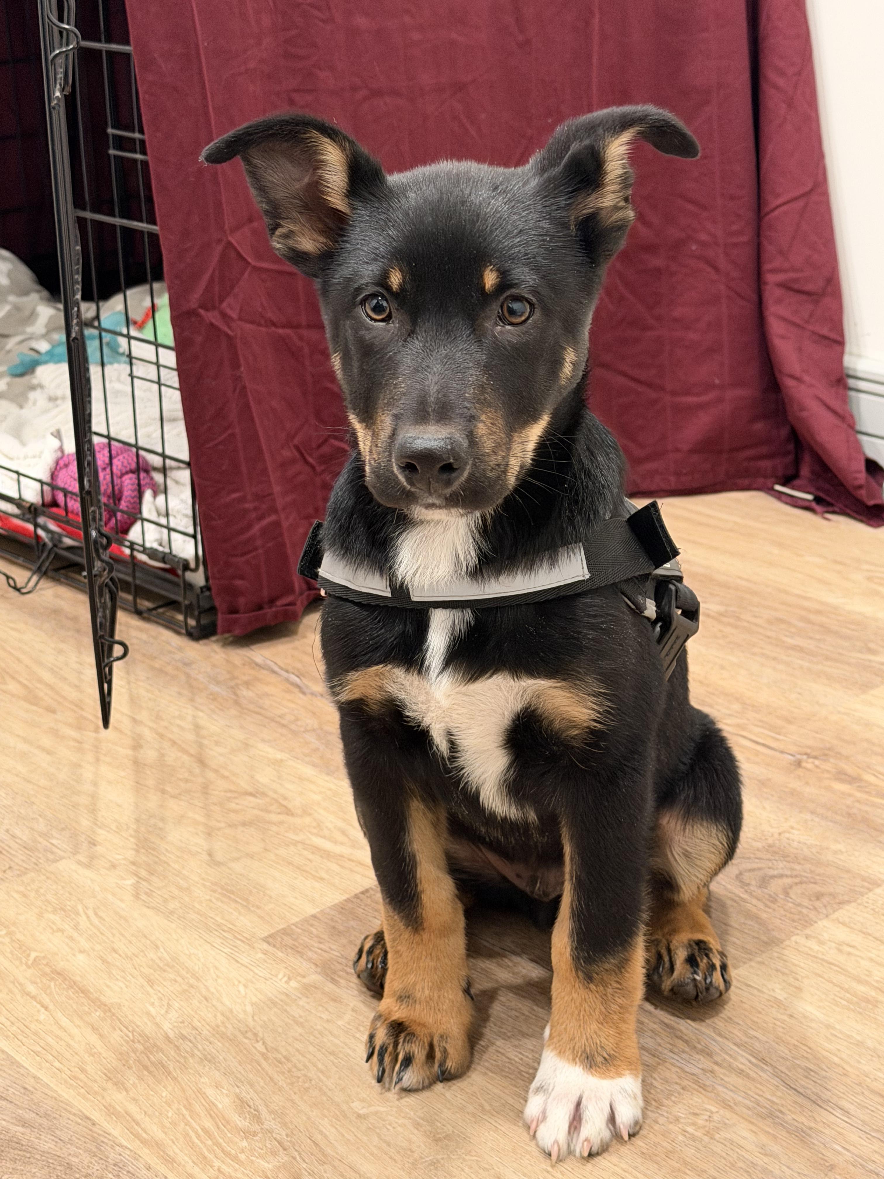 Dwight, a Adoptable mixed breed in Columbia, MD image 3/6