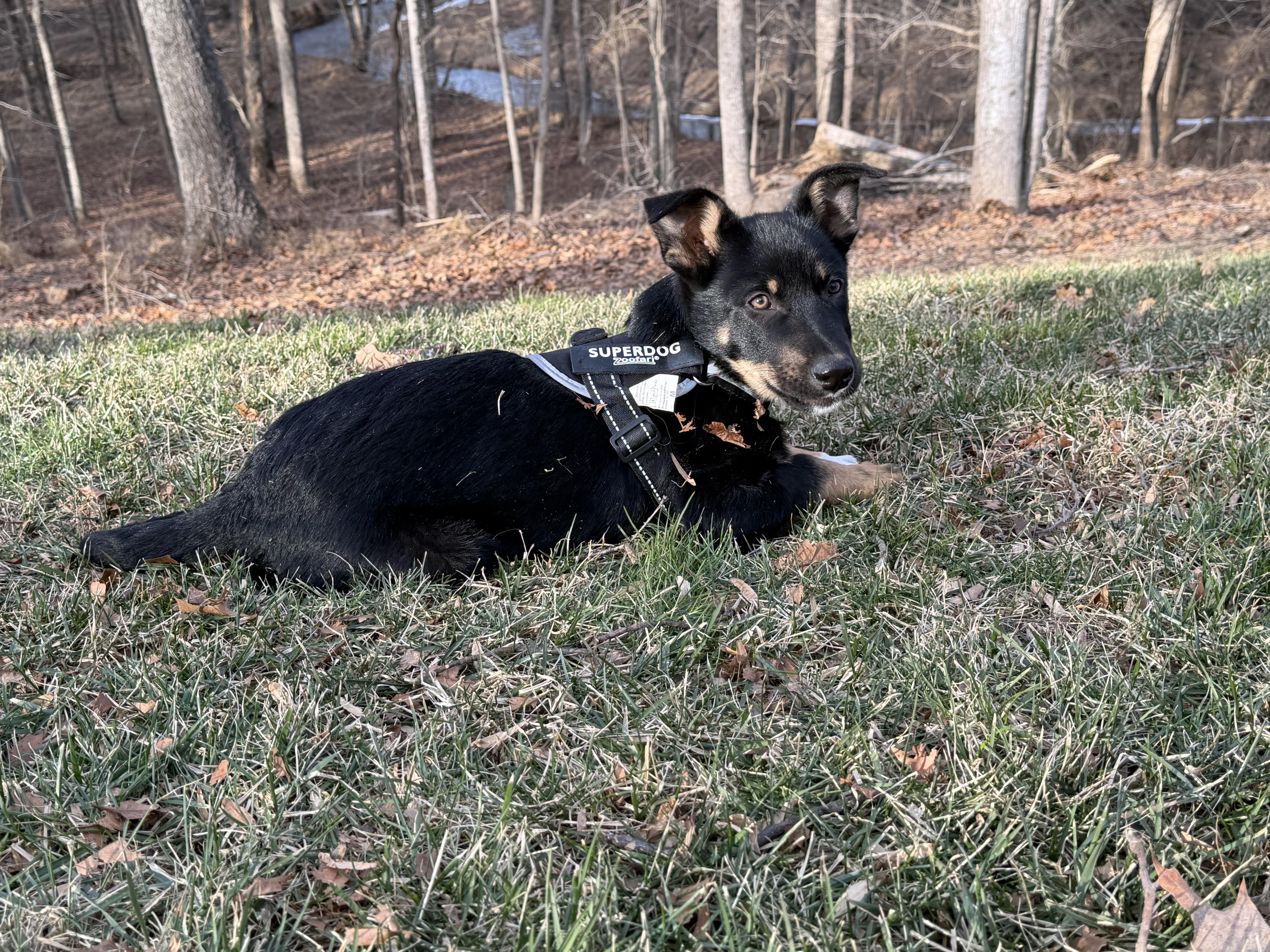 Dwight, a Adoptable mixed breed in Columbia, MD image 6/6
