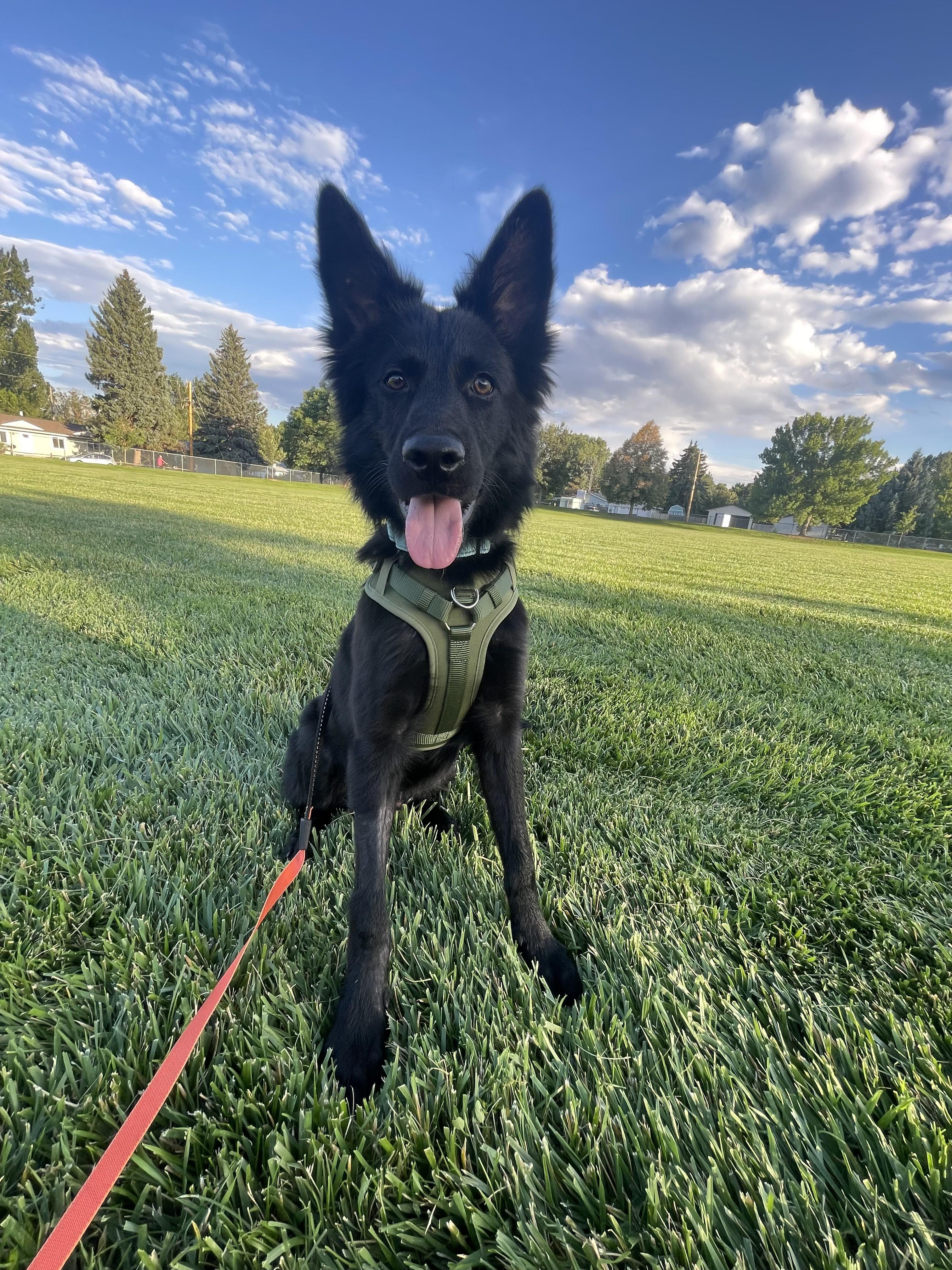 Enlarge Ozzy, a Adoptable mixed breed in Fort Collins, CO image 5/6