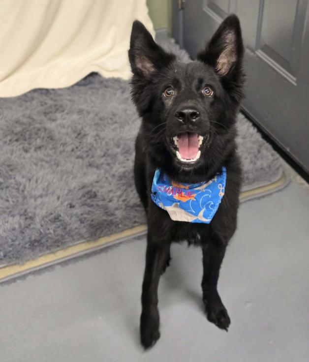 Enlarge Ozzy, a Adoptable mixed breed in Fort Collins, CO image 2/6
