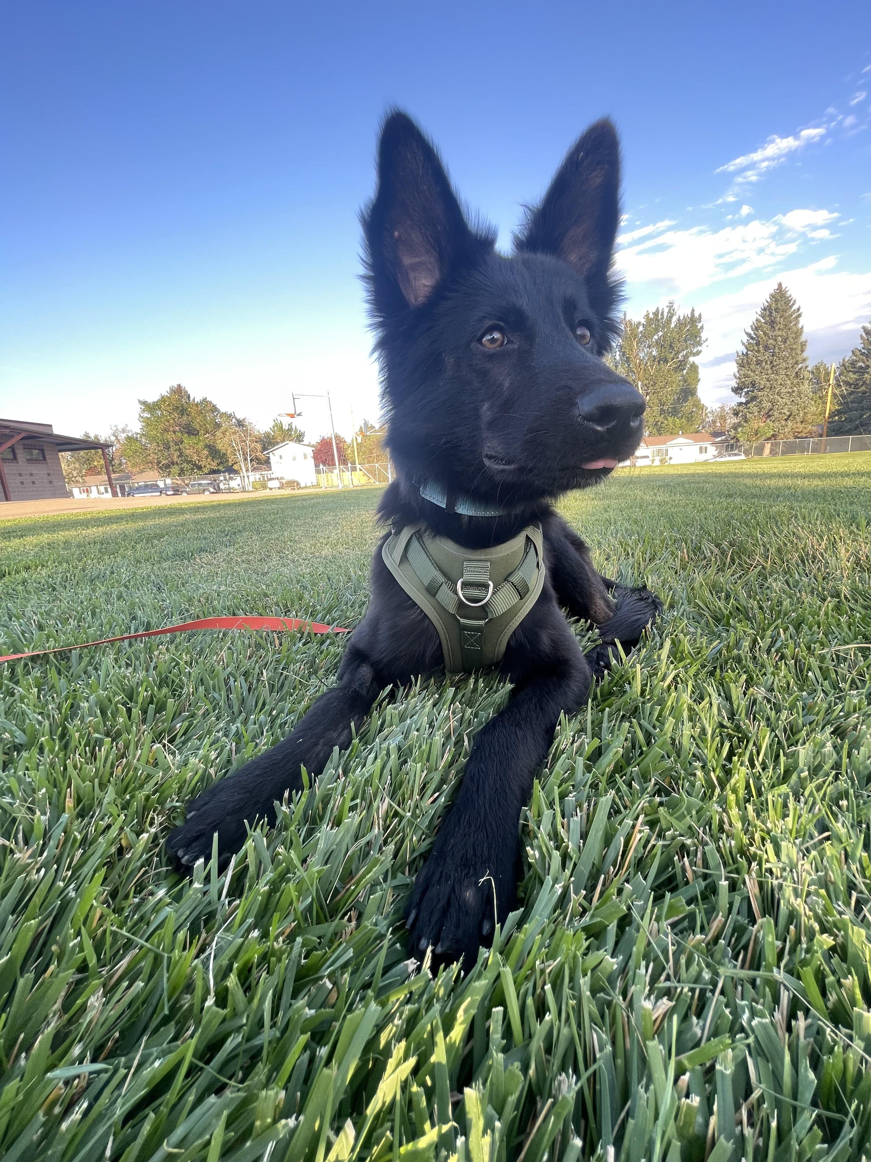 Enlarge Ozzy, a Adoptable mixed breed in Fort Collins, CO image 3/6