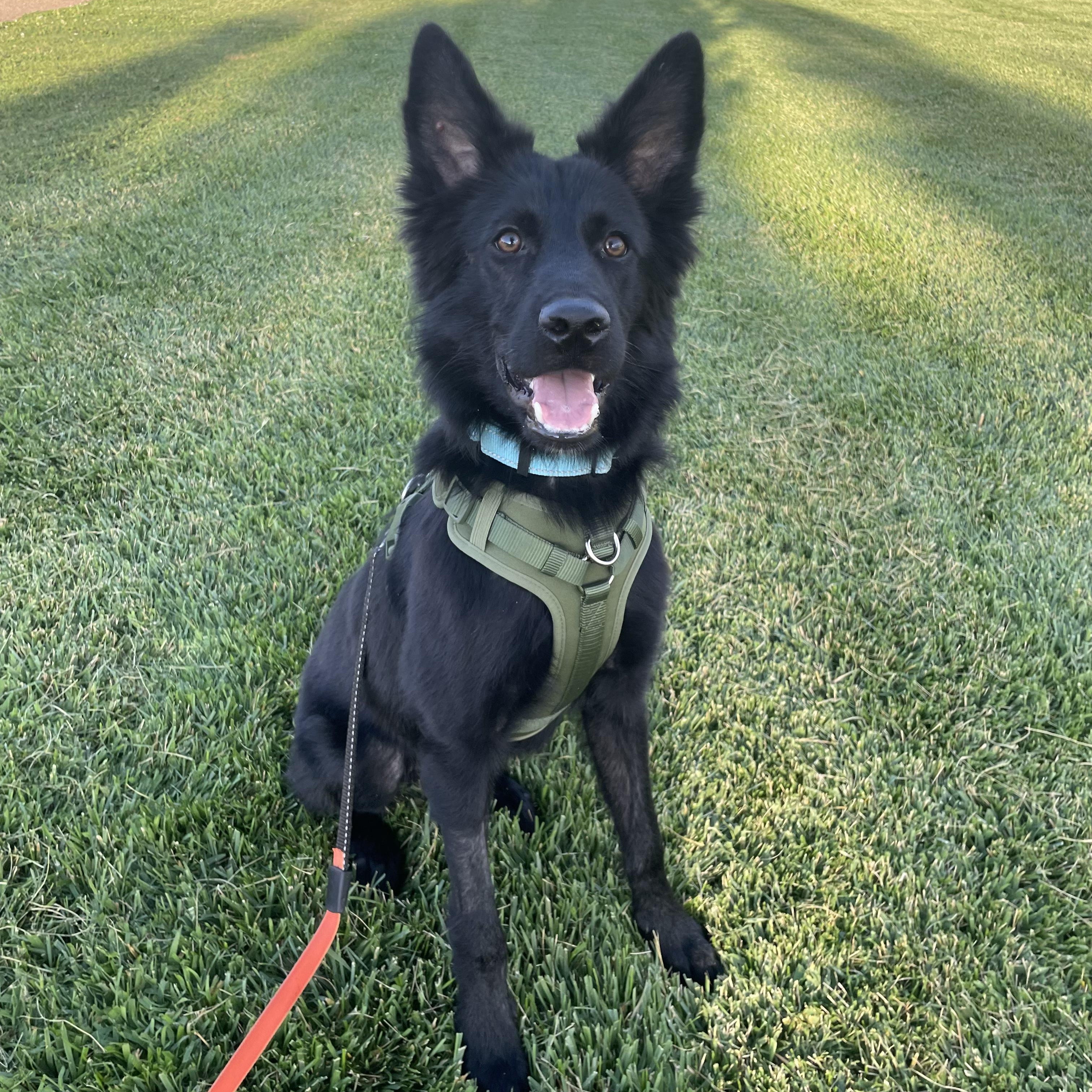 Enlarge Ozzy, a Adoptable mixed breed in Fort Collins, CO image 1/6
