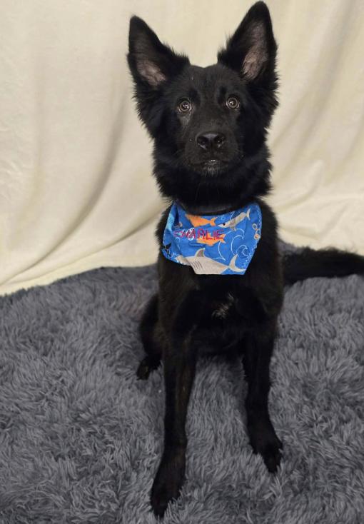 Enlarge Ozzy, a Adoptable mixed breed in Fort Collins, CO image 4/6