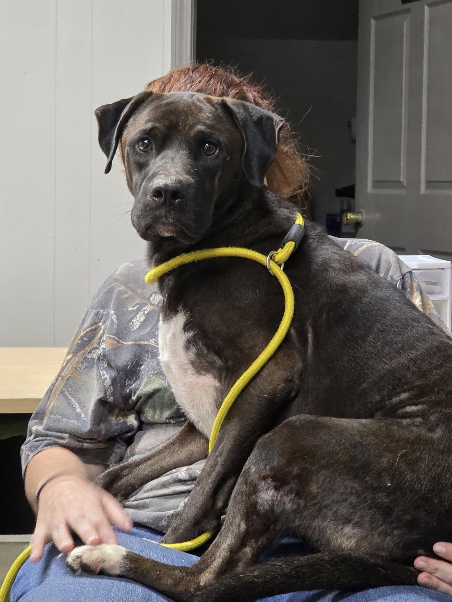 Enlarge Echo Rebecca, a Adoptable Terrier in Locust Fork, AL image 1/2