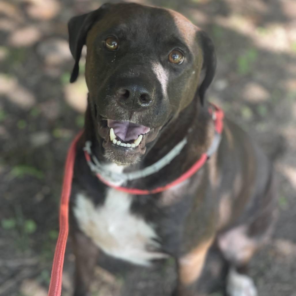 Enlarge Echo Rebecca, a Adoptable Terrier in Locust Fork, AL image 2/2