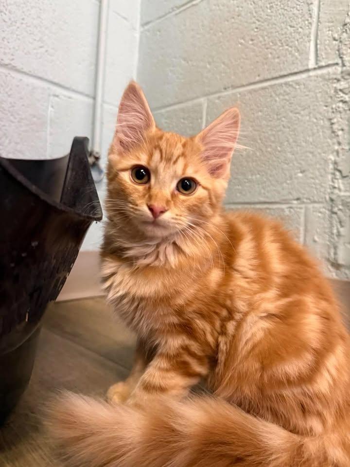 Enlarge Tiny, a Adopted Domestic Long Hair in Wilmington, NC image 1/1