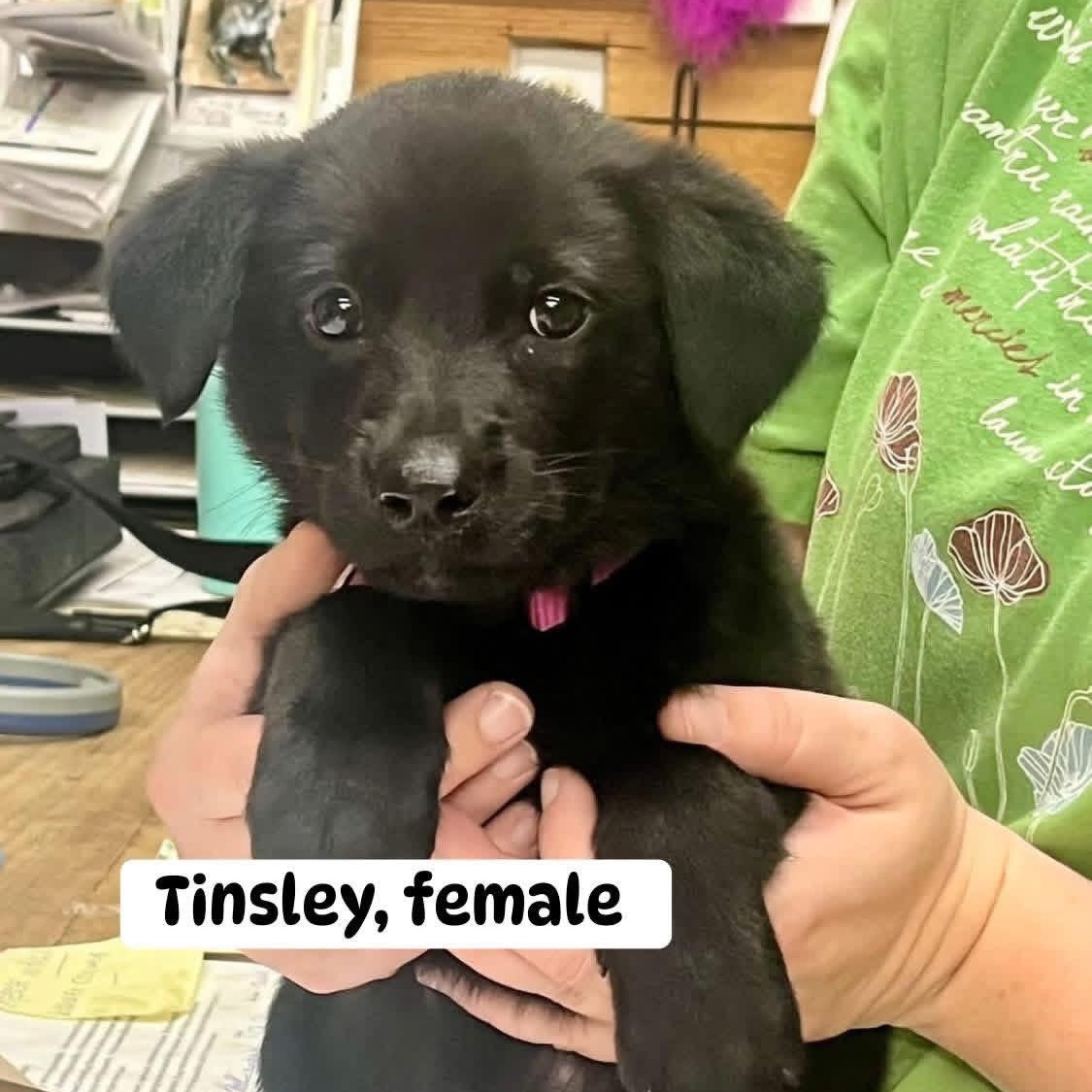 Enlarge Tinsley, an adopted mixed breed in Brewton, AL image 1/1