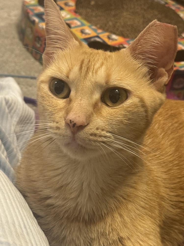 Harper, Adopted, Adult Female Domestic Short Hair.