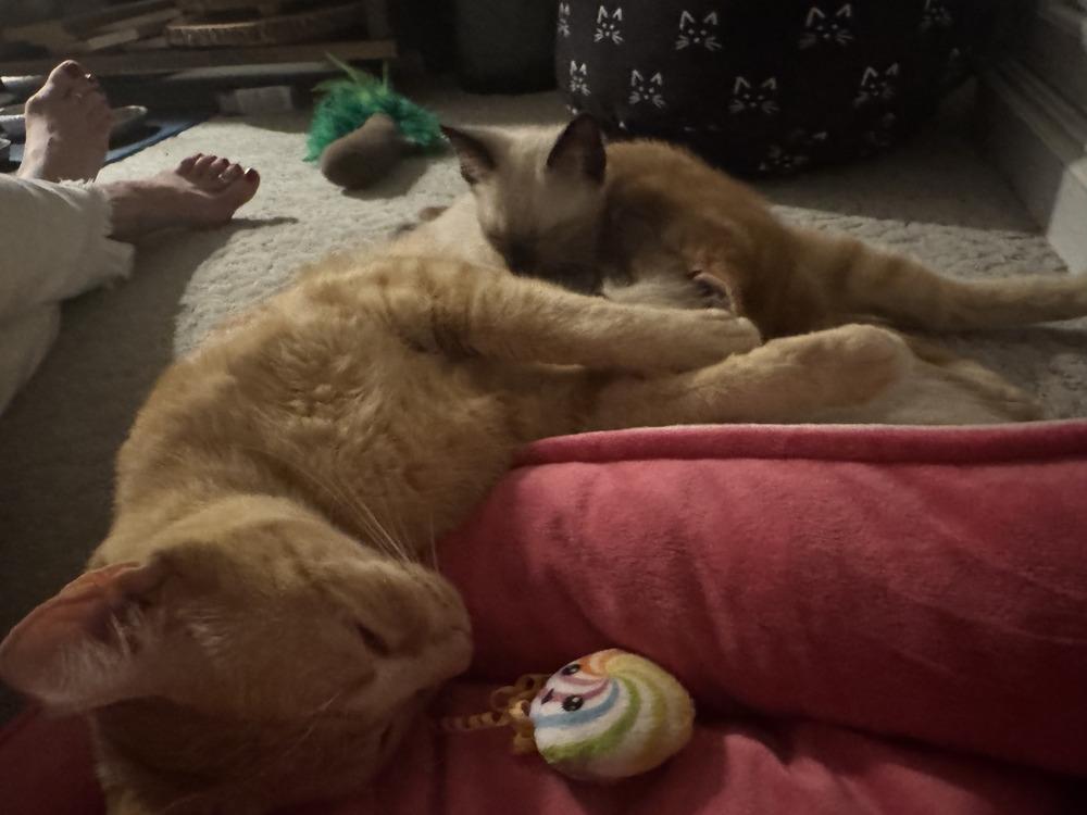 Harper, a Adopted Domestic Short Hair in Hudson, NH image 2/6