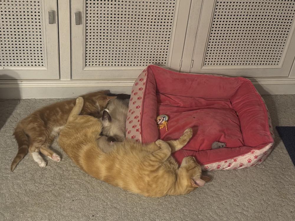 Harper, a Adopted Domestic Short Hair in Hudson, NH image 3/6