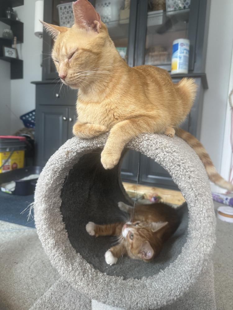 Harper, a Adopted Domestic Short Hair in Hudson, NH image 4/6