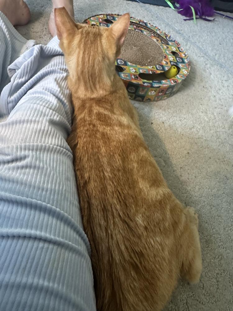 Harper, a Adopted Domestic Short Hair in Hudson, NH image 5/6