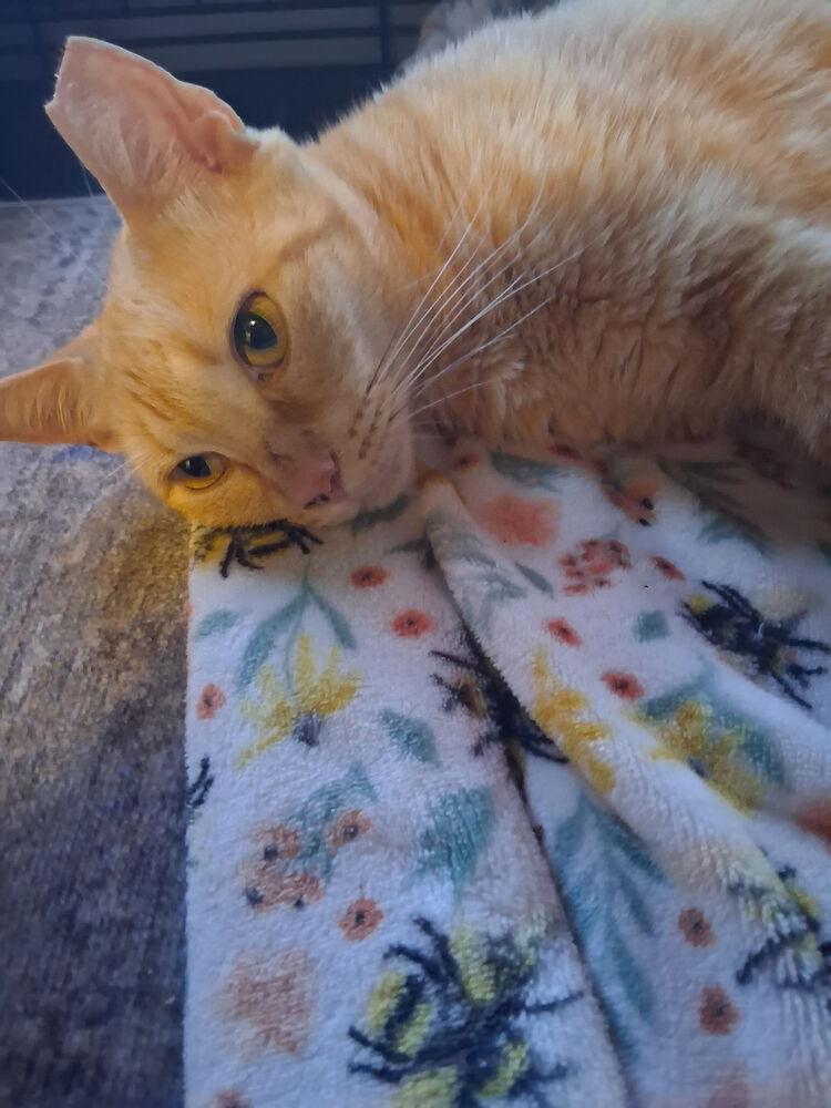 Harper, a Adopted Domestic Short Hair in Hudson, NH image 6/6