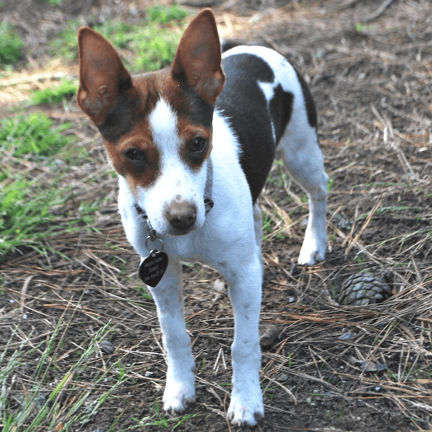 Brady, Adopted, Puppy Male Rat Terrier.