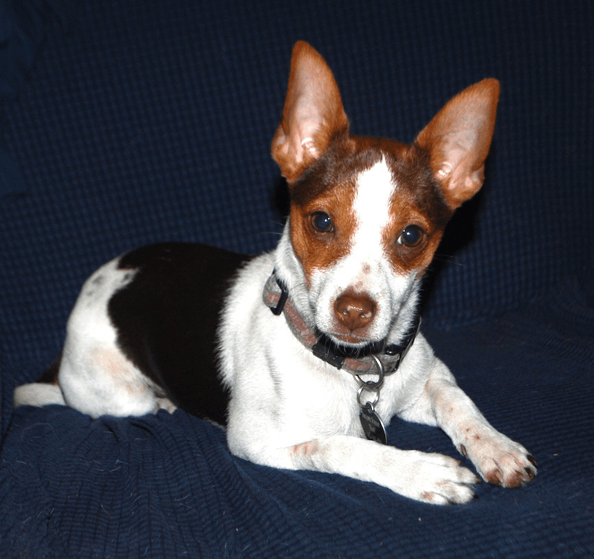 Brady, a Adopted Rat Terrier in San Francisco, CA image 2/6