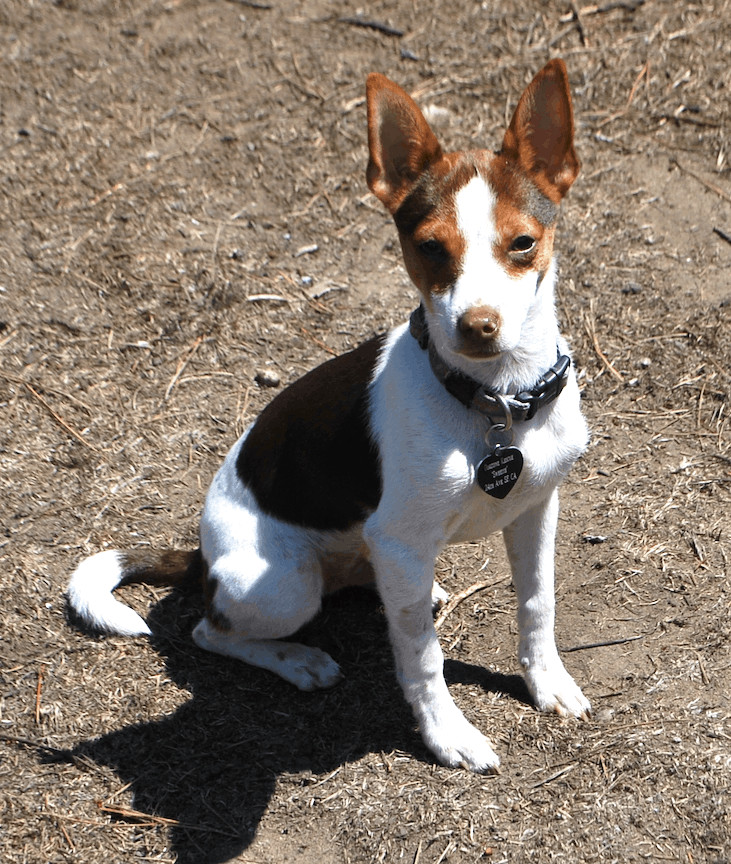 Brady, a Adopted Rat Terrier in San Francisco, CA image 4/6