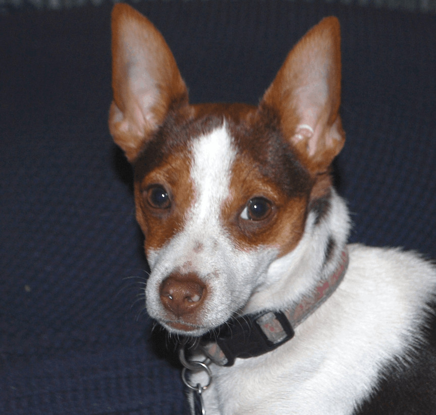 Brady, a Adopted Rat Terrier in San Francisco, CA image 5/6