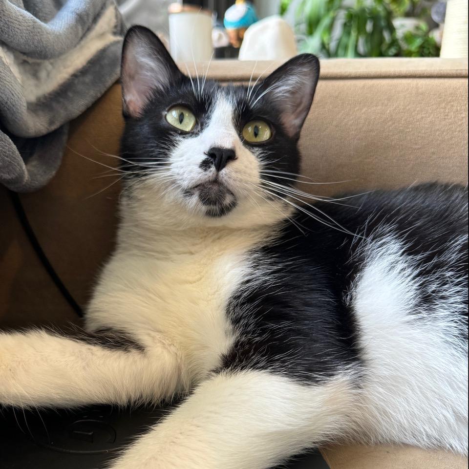 Enlarge Linguini, a Adoptable mixed breed in Chicago, IL image 6/6