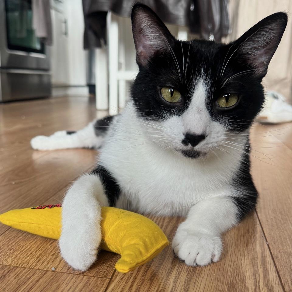 Linguini, Adoptable, Adult Male Tuxedo & Domestic Short Hair.
