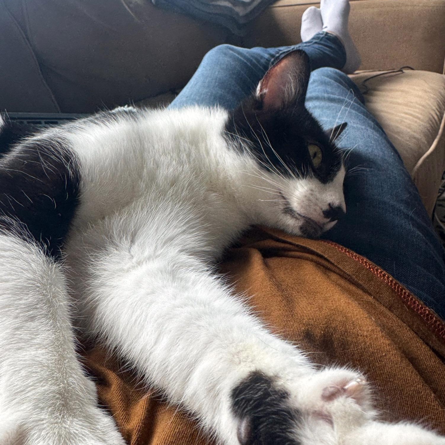 Enlarge Linguini, a Adoptable mixed breed in Chicago, IL image 3/6